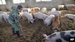中国河北邯郸养猪场