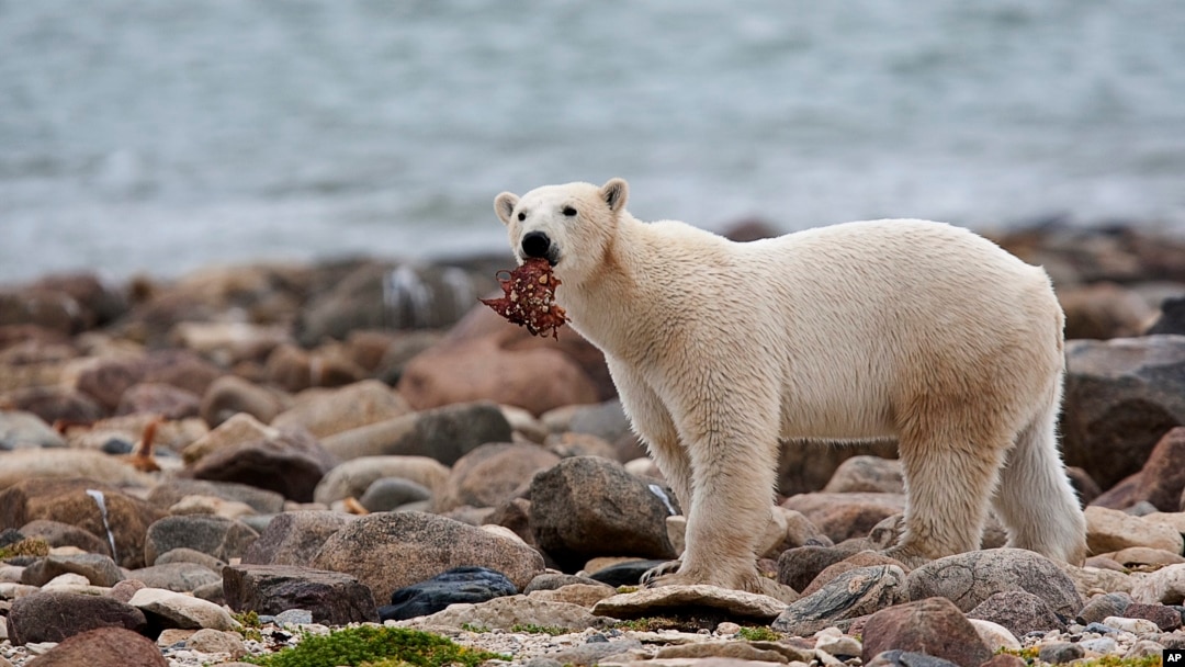 FILE - A polar bear eats whale meat as it walks along the shore of Hudson Bay near Churchill, Manitoba, Aug. 23, 2010. With Arctic sea ice shrinking, polar bears have to shift their diets to land during parts of the summer. (Sean Kilpatrick/The Canadian Press via AP, File)