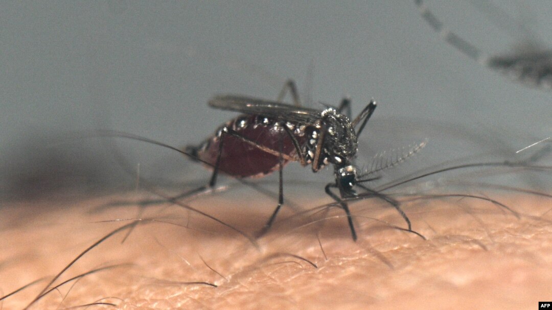 An Aedes aegypti mosquito sucks blood from a person at a laboratory of the Center for Parasitological and Vector Studies of the national scientific research institute CONICET, in La Plata, Buenos Aires Province, Argentina, on March 26, 2024. 