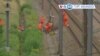 Manchetes mundo: França - Ataques à rede ferroviária no dia de abertura dos Jogos Olímpicos
