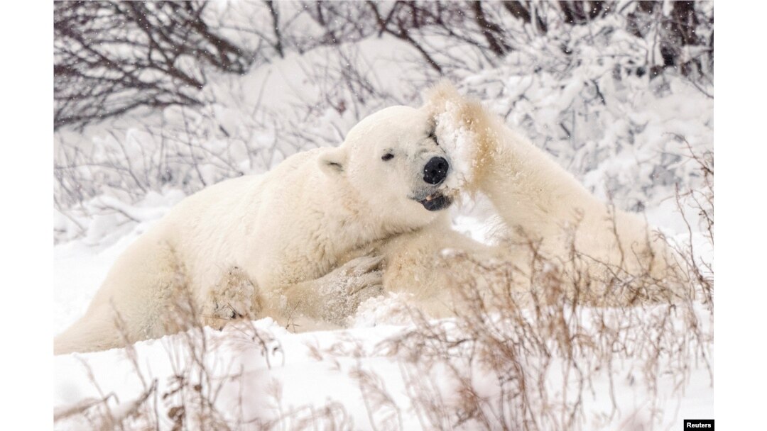 FILE - Polar bears spar near the Hudson Bay community of Churchill, Manitoba, Canada November 20, 2021. (REUTERS/Carlos Osorio/File Photo)
