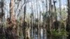 Nature Plays Starring Role in Florida Everglades