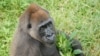Nyango is the only known Cross River gorilla in captivity. She lives in the Limbe Wildlife Center in Cameroon.