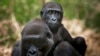 A baby lowland gorilla rides on his mother's back at the primate sanctuary run by the Cameroon Wildlife Aid Fund in Mefou National Park, just outside the capital Yaounde, March 21, 2009. During the women's Africa Cup of Nations football tournament in Cameroon, the Sports for Nature campaign will call attention to endangered animals. 