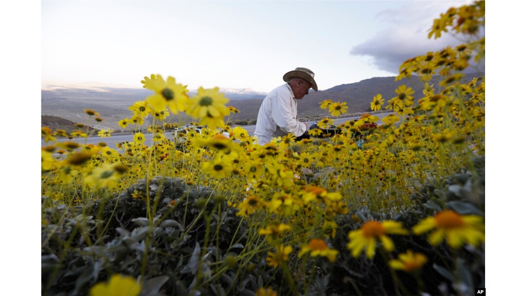 Retired California state park ranger Jim Long, of San Clemente, Calif., hunts for pictures among blooming desert shrubs in Borrego Springs, Calif., March 27, 2017.