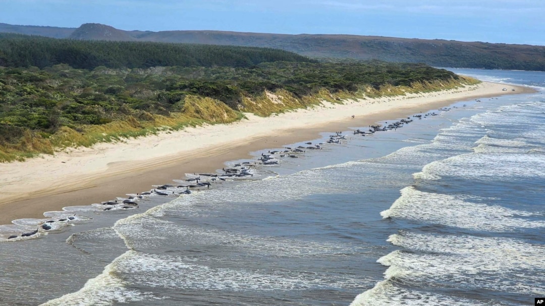 Whales stranded on Ocean Beach at Macquarie Harbor on the west coast of Australia's island state of Tasmania, Sept. 21, 2022.