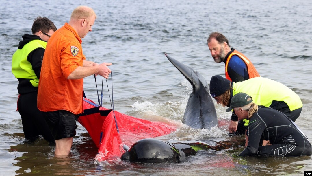Rescuers release a stranded pilot whale back in the ocean at Macquarie Heads, on the west coast of Tasmania on Sept. 22, 2022. About 200 pilot whales died after stranding themselves on a beach on the rugged west coast of Tasmania.