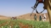FILE - Taliban members destroy a poppy field in Washir district of Helmand province, Afghanistan, May 29, 2022.