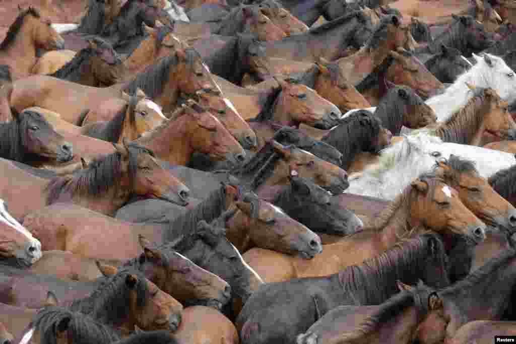 Wild horses are seen gathered during the "Rapa das Bestas" traditional event in the village of Sabucedo, northwestern Spain.