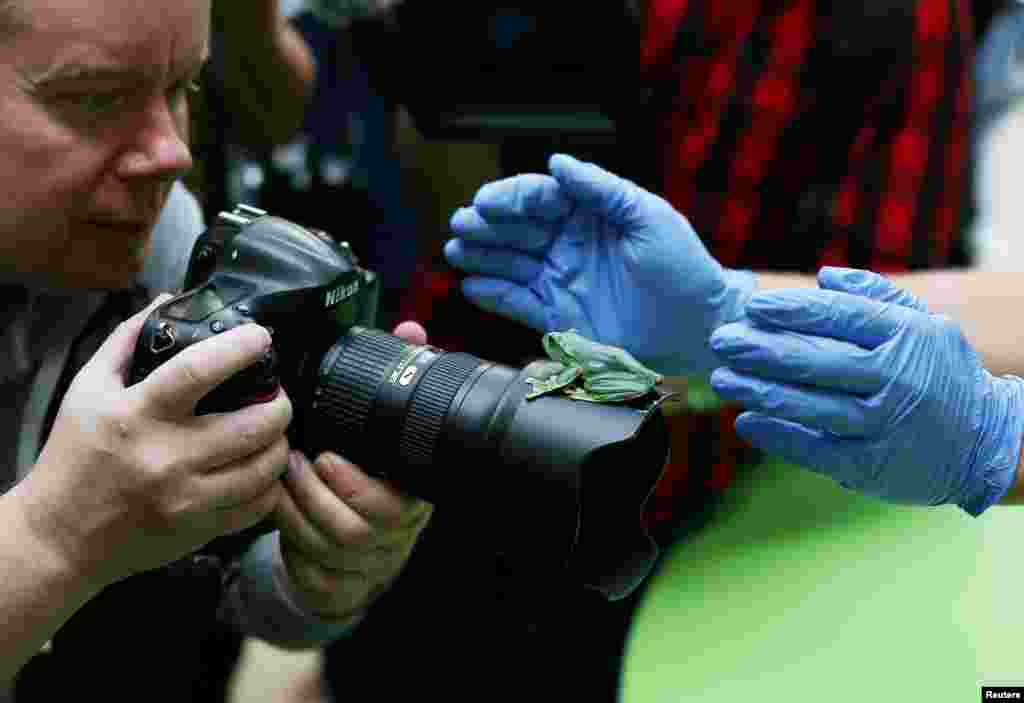 A fleas flying tree frog sits on a photographer&#39;s lens during a photocall for the annual weigh-in at London Zoo.
