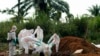 Mlipuko wa Ebola watangazwa Uganda