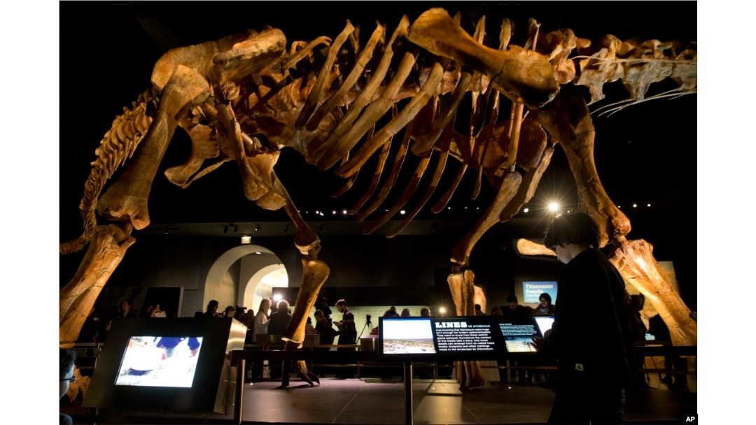 FILE - A fourth grader inspects the replica of a 122-foot-long dinosaur belonging to a group known as titanosaurs on display at the American Museum of Natural History in New York, Jan. 14, 2016.