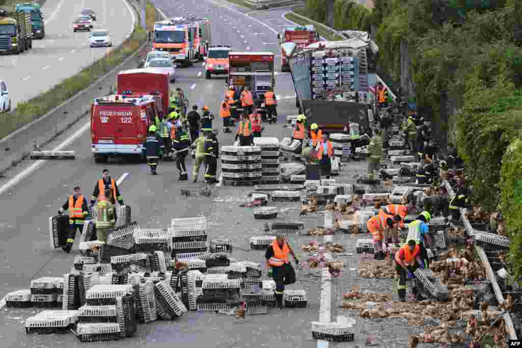 Firemen remove chicken and transport boxes from the A1 highway in Asten near Linz, upper Austria, where a poultry truck caused traffic chaos after losing its freight. The transporter was loaded with 7,000 chicken.