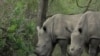 Rhinos are targeted for their horns that can be sold for tens of thousands of dollars on the black market in Asia.