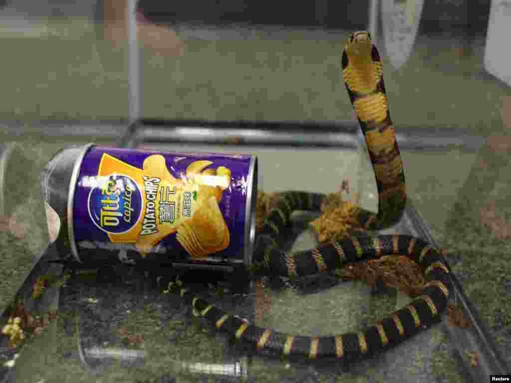 A king cobra snake is seen coming out of a container of chips in this handout photo obtained by United States Attorney's Office Central District of California.