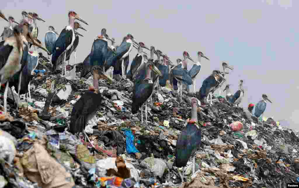 Marabou storks stand on a pile of recyclable plastic materials at the Dandora dumping site on the outskirts of Nairobi, Kenya.