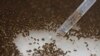 Zika virusiga qarshi choralar tadqiq etilmoqda