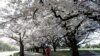 People exercise in the early morning along a spring blossom lined path in Hagley Park, Christchurch, New Zealand, Sept. 20, 2020. T