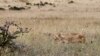 Kenya: Lions Wander out of Park into Residential Area