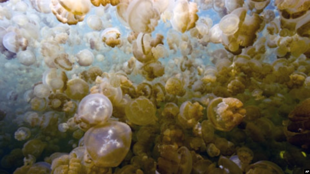 Jelly Fish Lake is an ancient marine habitat containing millions of jellyfish on the island nation of Palau.