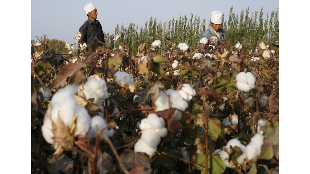 FILE - Migrant workers pick cotton in a field in Korla, Oct. 10, 2006, in a town on the edge of the Tarim Basin and the Taklamakan Desert, south of Urumqi, capital of China's far west Xinjiang Uighur Autonomous Region.
