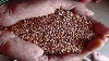 Investing in improved varieties of pearl millet and sorghum has helped to significantly reduce food security in India's arid and semi-arid tropics