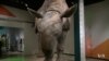 Exhibit Shows Extreme Adaptations of Mammals