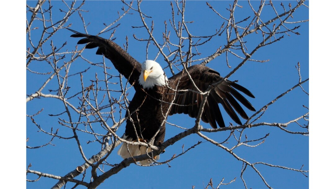 A bald eagle lands in a tree in in Des Moines, Iowa, February 6, 2020. (AP Photo/Charlie Neibergall)