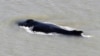 In this photo provided by the Northern Territory Government, a humpback whale swims in the East Alligator River in the Kakadu National Park in Australia's Northern Territory, on Sept. 10, 2020. 