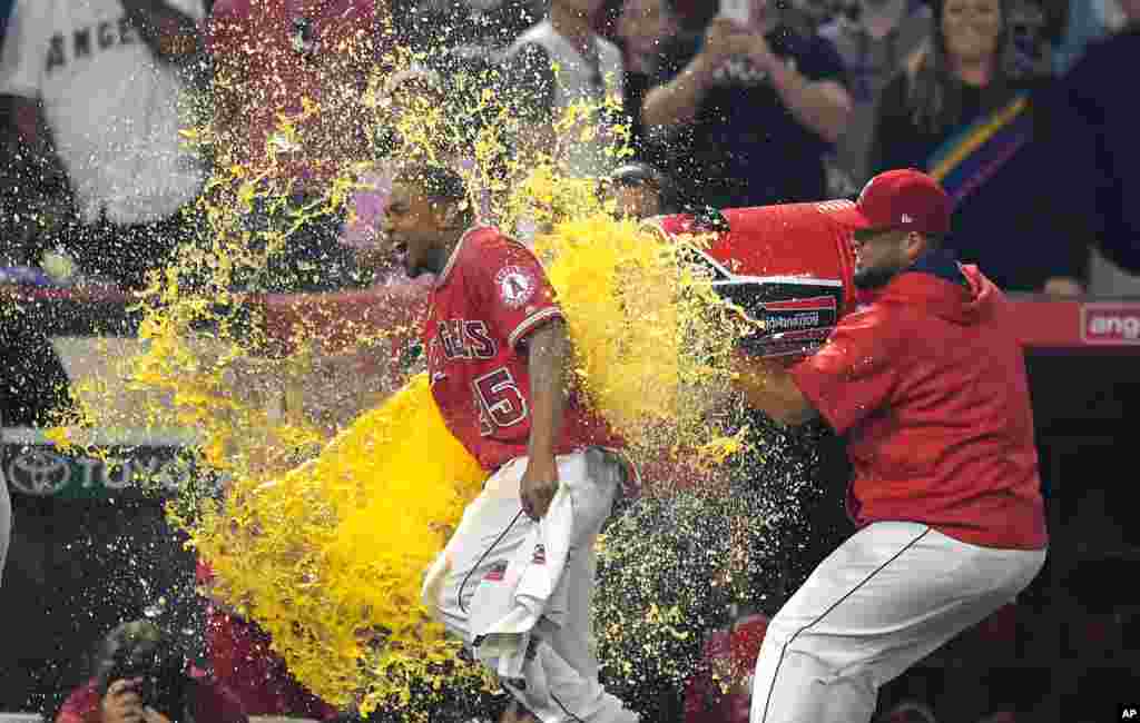 Los Angeles Angels' Ben Revere, left, is doused with liquid by a teammate after scoring the game-winning run during the ninth inning of a baseball game against the Los Angeles Dodgers, in Anaheim, California, June 28, 2017.