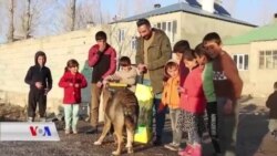 Li Wanê Dilxwaz Hewil Didin ku Heywanan ji Sermayê Biparêzin