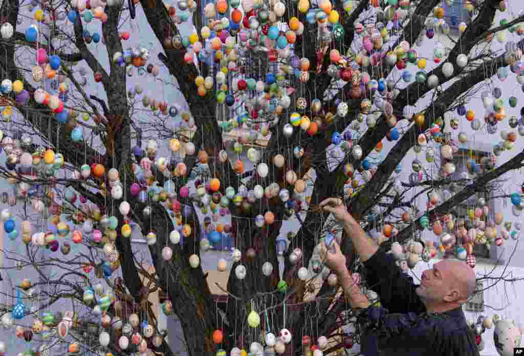 Uwe Gerstenberg fixes Easter eggs on a robinia tree with more than 10,000 painted Easter eggs in Saalfeld, central Germany.