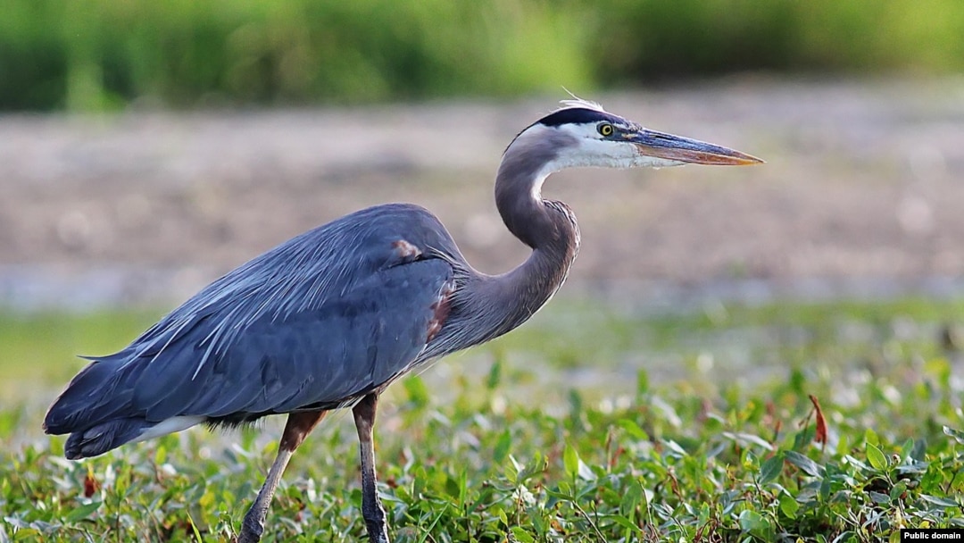 Blue herons are one of many bird species that can be found in Rock Creek Park. They are tall with long legs and can reach a height of about 1.5 meters.