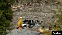 A rescuer and dog stand near a vehicle as search work continues in the mud and debris from a massive mudslide that struck Oso, Washington March 27, 2014.