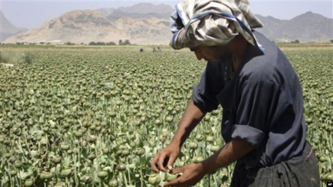 An Afghan man collects resin from poppies in an opium poppy field in Panjwai district of Kandahar province, Afghanistan, May 21, 200