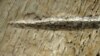 Two parallel cut marks made by stone tools cutting into tissues on the rib of a cow-sized or larger ungulate