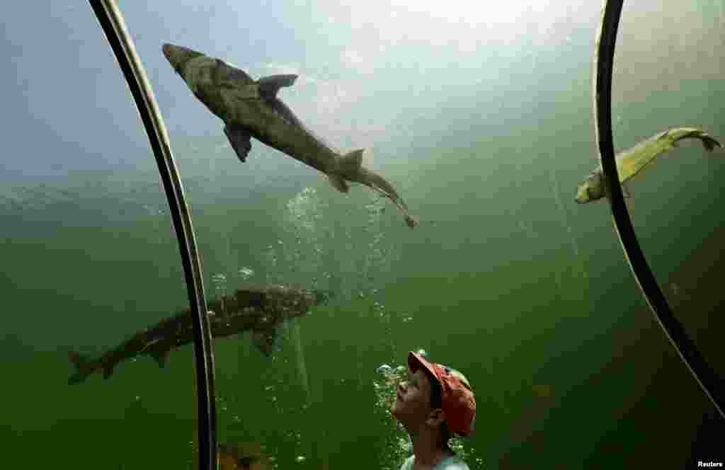 A child looks at fish as he stands inside an underwater tunnel at the botanical and freshwater exposition "Live Water" in the village of Modra, Czech Republic.