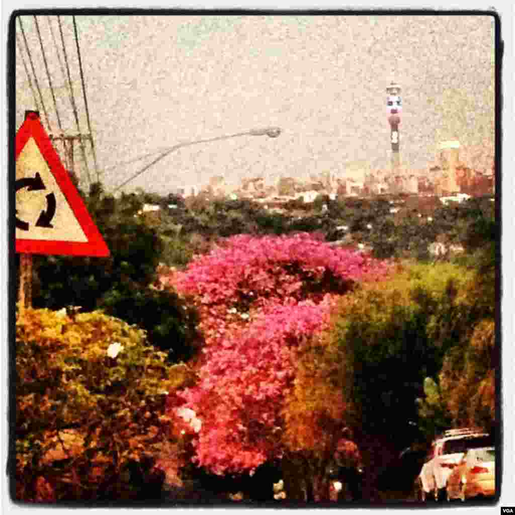 Johannesburg is a mix of urban cityscapes and nature.