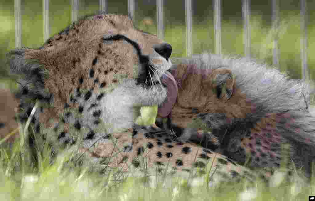 One of the newly born cheetah quintuplets is licked by its mother Savannah in their enclosure at the zoo in Prague, Czech Republic.