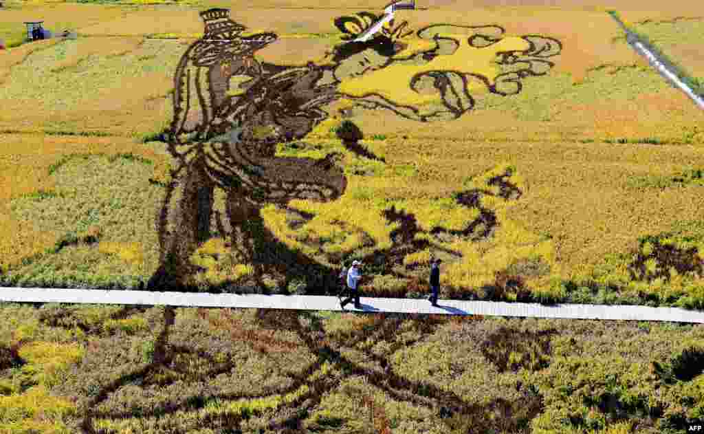 A image of Chinese traditional beauty created using different varieties of rice is seen in a paddy during the harvest season in Shenyang in China's northeast Liaoning province.
