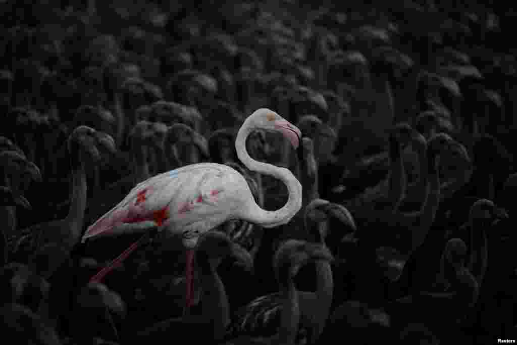 Janubiy Ispaniyadagi qo'riqxonada ona flamingo ko'plab jo'ja flamingolar bilan.