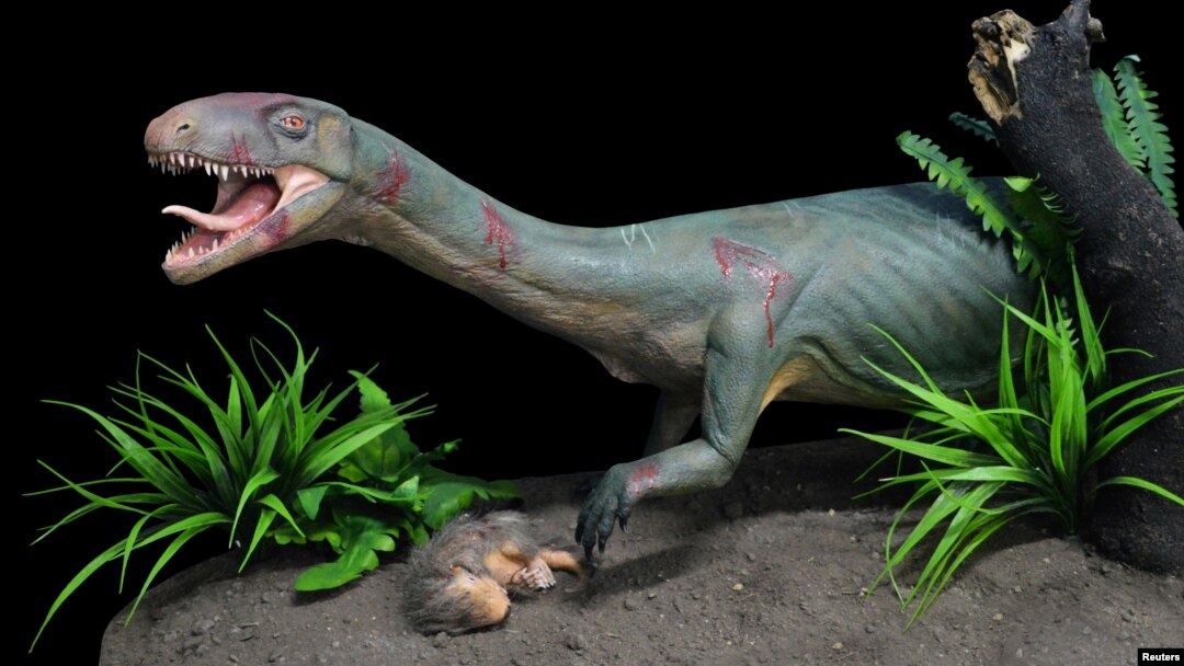 A replica of the new species Teleocrater rhadinus, a close relative of dinosaurs, is seen preying on a juvenile cynodont, a distant relative of mammals, is shown in this handout photo provided April 12, 2017, by Museo Argentino de Ciencias Naturales "Bernardino Rivadavia" Buenos Aires. Argentina. 