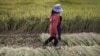 中国云南省昆明市郊区的一片正在收割的稻田。