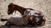 Goat herd in Gorom, Cameroon (Photo by Daniel Tiveau for Center for International Forestry Research via Creative Commons license)