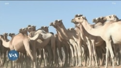 ጋቢና ቪኦኤ