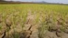 UNICEF: Drought Puts North Korean Children at Risk