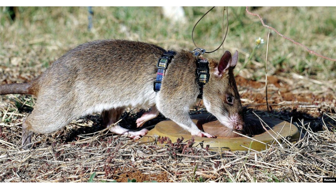FILE - A African giant pouched rat identifies a landmine during training in sniffing and detecting landmines at the Sokoine University landmine fields in Morogoro Tanzania, Sept. 16, 2004. The animals, which proved to be "competent mine locators," are trained to sniff out landmines to assist de-miners in clearing minefields.