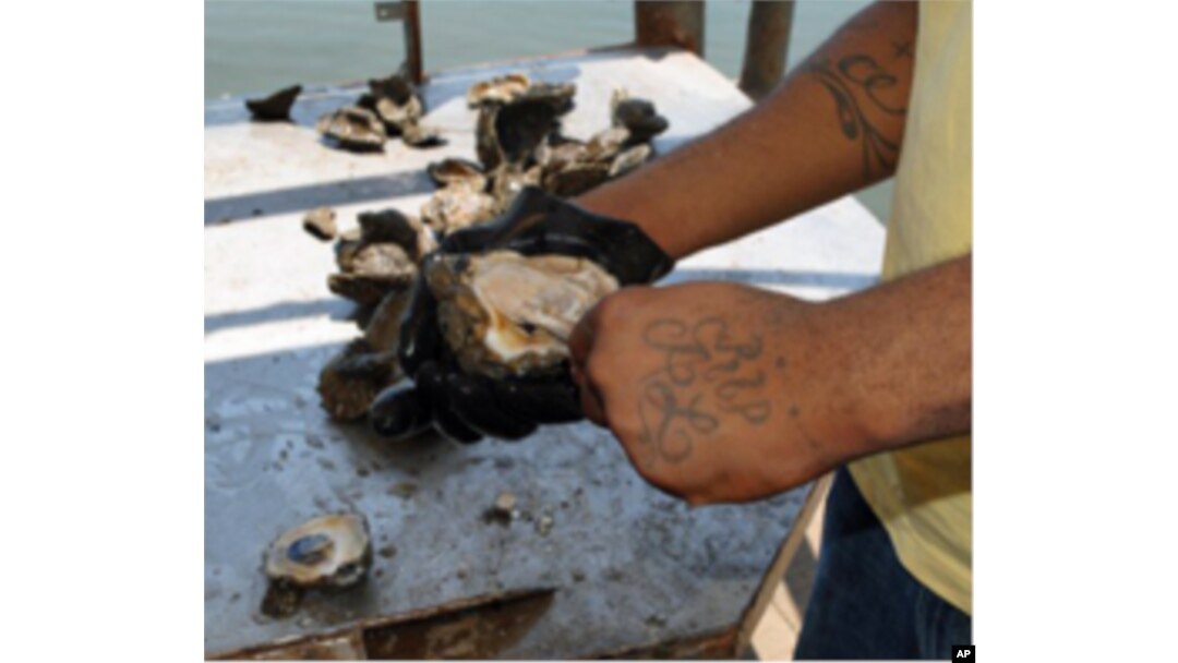 These oysters can't be sold to restaurants or the public due to oil spill safety concerns.
