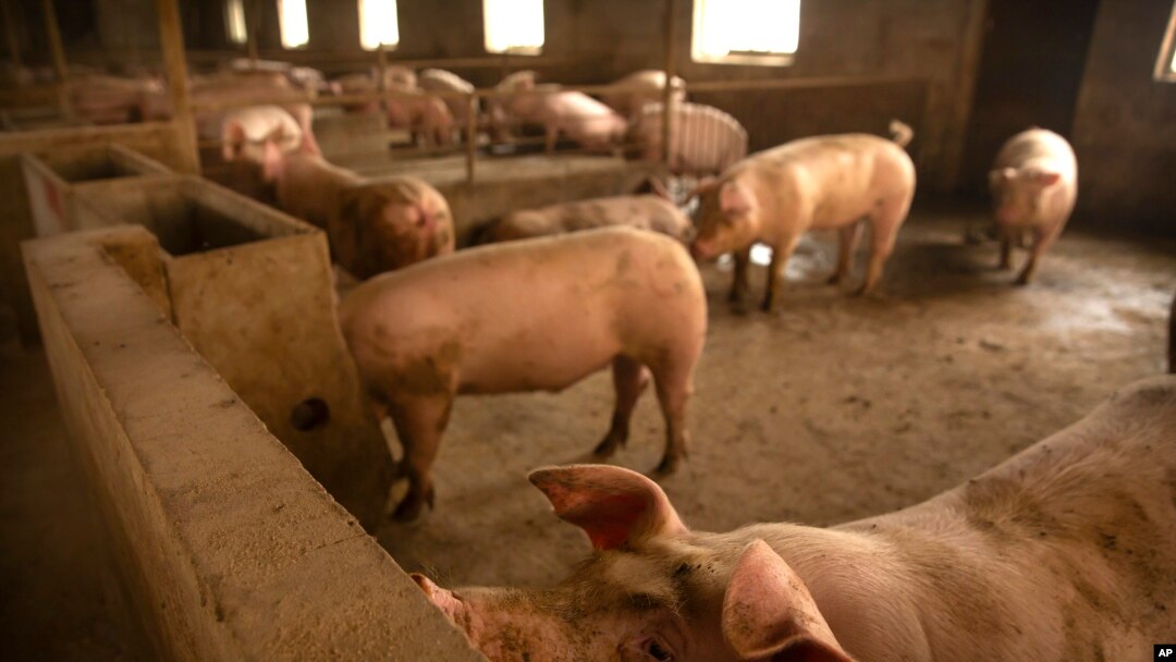 FILE - In this May 8, 2019, photo, pigs stand in a barn at a pig farm in Panggezhuang village in northern China's Hebei province. 