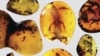 Fossilized Lizard, 99 Million Years Old, a Clue to 'Lost Ecosystem'